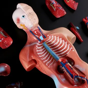 15 частей человеческого торса, Анатомическая модель тела, Анатомические Медицинские Внутренние органы для обучения детей и студентов 28 см