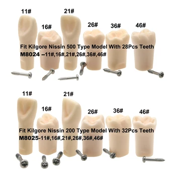10шт / 6шт/Комплект Kilgore Nissin 200 500 Тип Стоматологической практики Ввинчивающиеся Сменные Зубы Модель Typodont 11# 16# 21# 26# 36# 46#